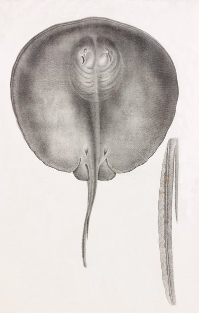 Mantarraya, vista frontal de cerca de Unbekannt