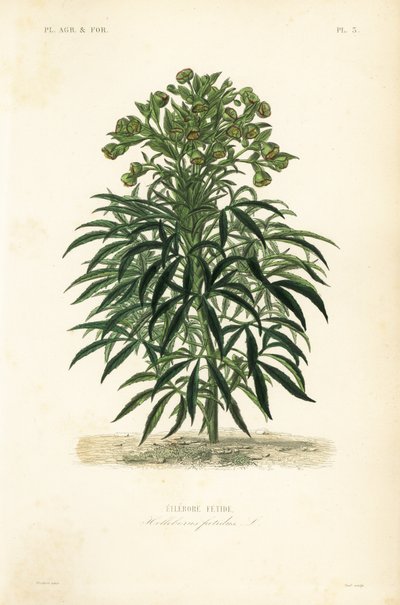 Helleboro fétido, Helleborus foetidus de Unbekannt