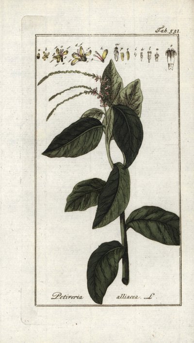 Verbena apestosa o liana de ajo (Petiveria alliacea). Litografía de "Afbeelding der Artseny-Gewassen" de Johannes Zorn (1739-1799), Países Bajos. de Unbekannter Künstler