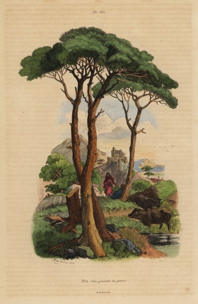 Pino piñonero, Pinus pinea, Pino de Unbekannt
