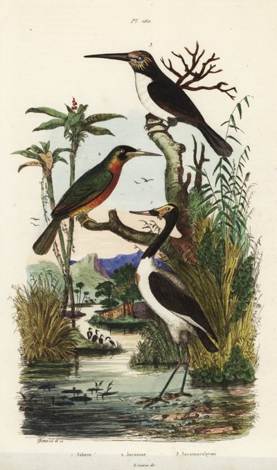 Cigüeña, Jabiru mycteria, jacamar colirrufo, Galbula ruficauda y jacamar de tres dedos, Jacamaralcyon tridactyla de Unbekannt