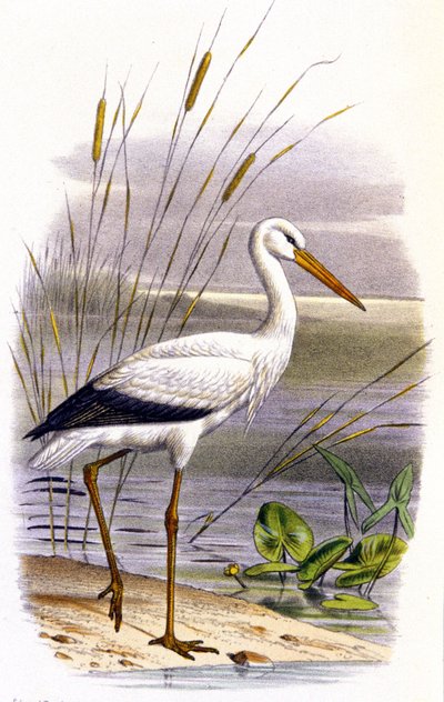 Cigüeña, c.1850 (litografía) de Unbekannter Künstler