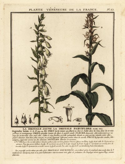 Dedalera de paja, Digitalis lutea. de Unbekannter Künstler