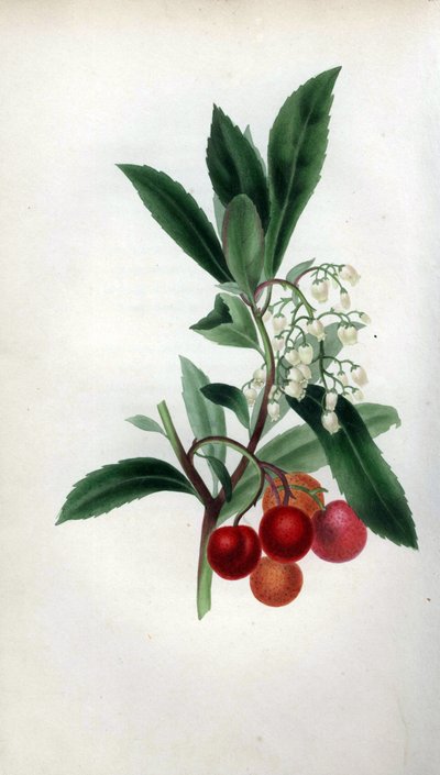Madroño con flores y frutos, Arbutus unedo. Ilustración botánica coloreada a mano y tomada del natural por la Sra. Rebecca Hey a partir de su propio "Spirit of the Woods", Londres, Longman, Rees de Unbekannter Künstler
