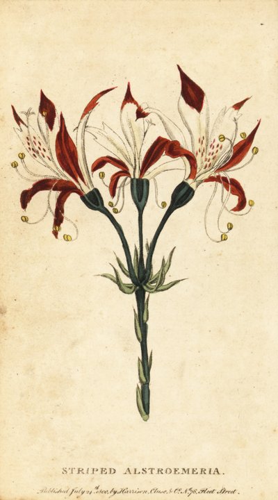 Alstroemeria rayada, Alstroemeria ligtu. , 1800 (grabado) de Unbekannter Künstler