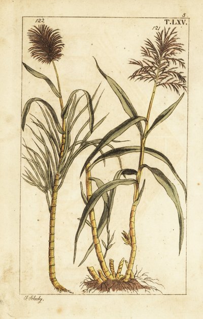 Caña de azúcar, Saccharum officinarum. de Unbekannter Künstler