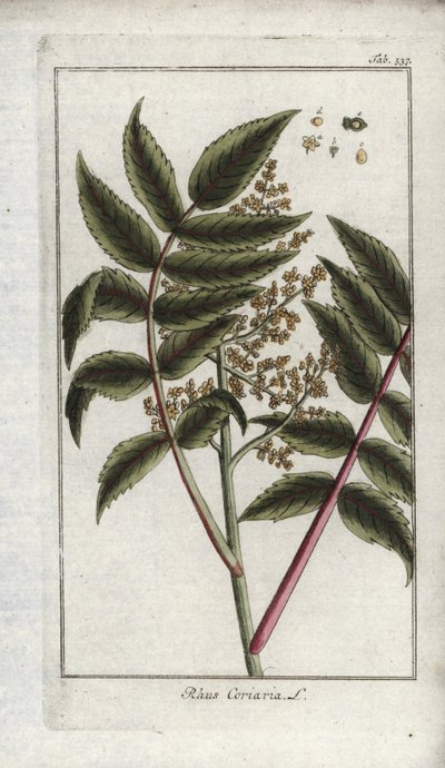 Zumaque de los corroyers o viajeros, o corroyere (Rhus coriaria). Litografía de "Afbeelding der Artseny-Gewassen" de Johannes Zorn (1739-1799), Países Bajos de Unbekannter Künstler