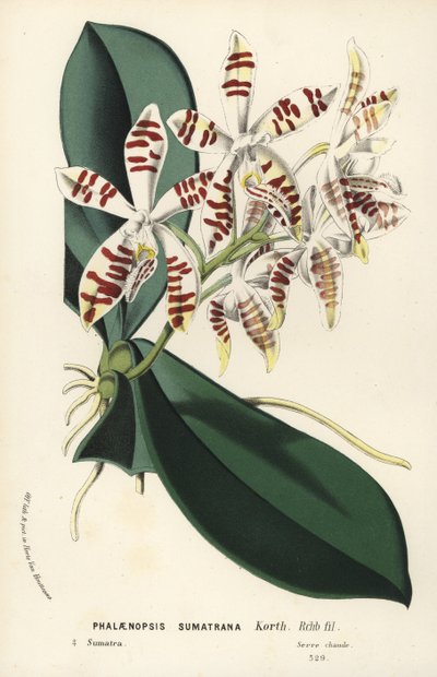 Orquídea phalaenopsis de Sumatra, Phalaenopsis sumatrana. Litografía coloreada a mano de la obra de Louis van Houtte y Charles Lemaire Flores de los jardines e invernaderos de Europa, Flore des Serres et des Jardins de l