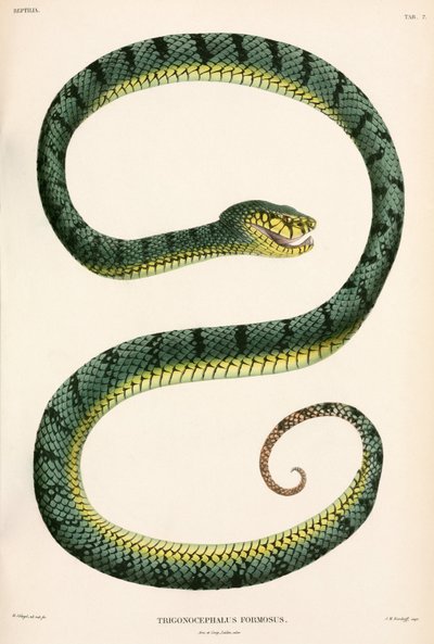 Víbora de foso de Sumatra, Indonesia de Unbekannter Künstler