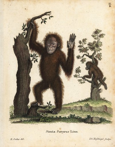 Orangután de Sumatra, Pongo abelii. En peligro crítico de extinción. Grabado en cobre coloreado a mano según una ilustración de R. Oakes de Johann Christian Daniel Schreber
