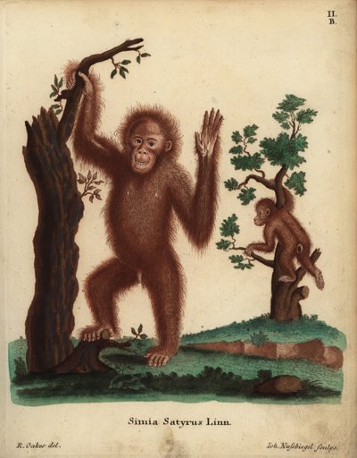 Orangután de Sumatra, Pongo abelii. En peligro crítico. Simia satyrus Linn. Grabado en cobre coloreado a mano por Johann Nussbiegel a partir de una ilustración de R. Oakes de Johann Christian Daniel Schreber