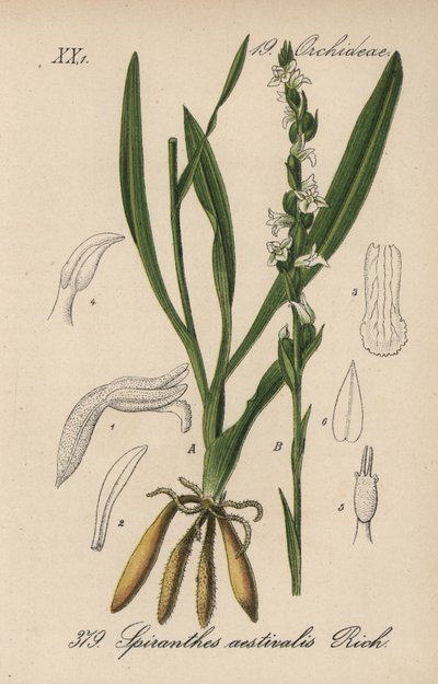 Spiranthes aestivalis - Spiranthes aestivalis. Litografía coloreada a mano de la Flora alemana (Flora von Deutschland) de Diederich von Schlechtendal, Jena. de Unbekannter Künstler