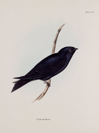 Golondrina o avión, América del Sur, c. 1832-1836 de Unbekannt