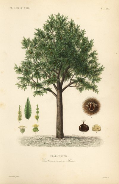 Castaño, Castanea sativa de Unbekannt