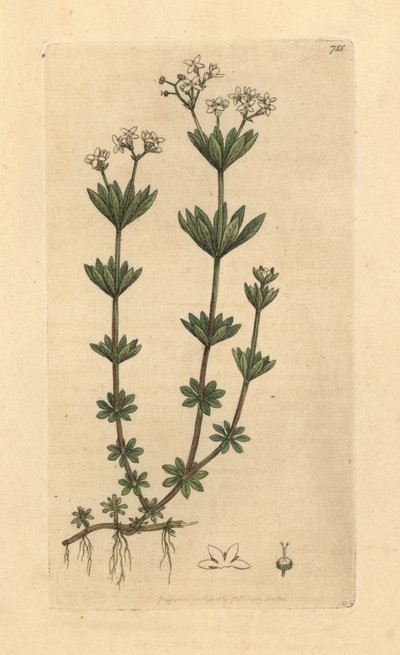 Galium odoratum (Asperula odorata) (gaillet odorant) Grabado en cobre coloreado a mano según un dibujo de James Sowerby para English Botany de James Smith. de Unbekannter Künstler