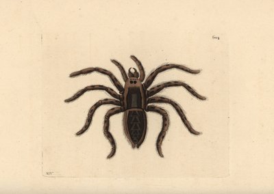 Araña lobo tarántula, Lycosa tarantula (Araña tarántula, Aranea tarantula). Ilustración dibujada y grabada por Richard Polydore Nodder. Grabado en cobre coloreado a mano de George Shaw y Frederick Nodder, The Naturalist