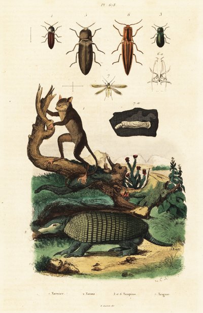 Tarsier, armadillo y escarabajos. ,1834-1839 (grabado) de Unbekannter Künstler