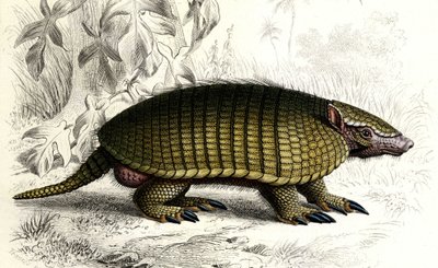 Encoubrt armadillo (Dasypus sexeinetus), mamíferos edentes. En el "Dictionnaire universel d