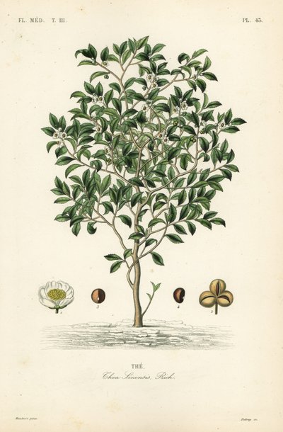 Árbol del té o planta del té, Camellia sinensis, Thea sinensis de Unbekannt