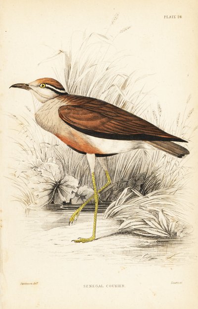 Cursorius temminckii (mensajero del Senegal, Tachydromus senegalensis). Grabado en acero coloreado a mano por William Lizars según William Swainson de la Naturalist