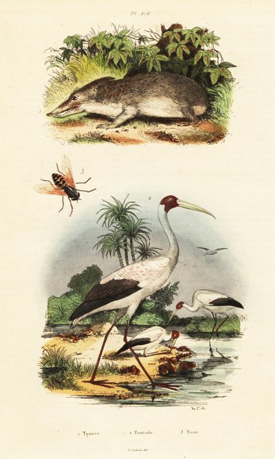 Tenrec, cigüeña y tábano, 1834-1839 (grabado) de Unbekannter Künstler