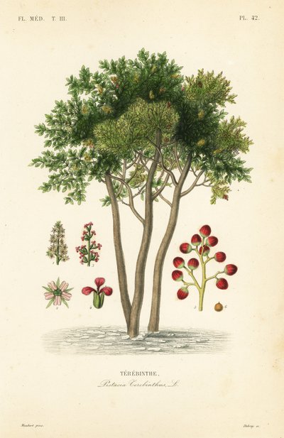 Terebinto o árbol de trementina, Pistacia terebinthus de Unbekannt