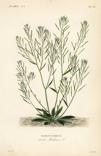 Berro de Thale, berro de oreja de ratón o arabidopsis, Arabidopsis thaliana, Arabis thaliana, Arabette rameuse de Unbekannt