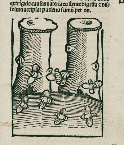 La abeja de Unbekannt