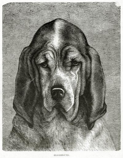 El Bloodhound. 1902 de Unknown