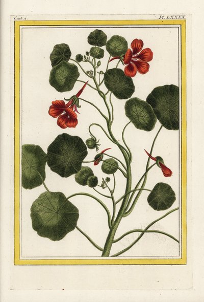 La capuchina. Capuchina de jardín, Tropaeolum majus. Grabado coloreado a mano de Pierre Joseph Buchoz 