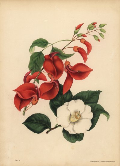 El árbol de coral Cresta de Gallo, Erythrina crista-galli, Singularidad; La única flor blanca de Camelia o Rosa de Japón, Camellia japonica, La belleza es tu única atracción de Unbekannt