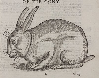El Conejo de Unbekannt