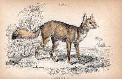 The Corsac Fox, Vulpes Corsac - Litografía del Coronel Charles Hamilton Smith para ilustrar Naturalist