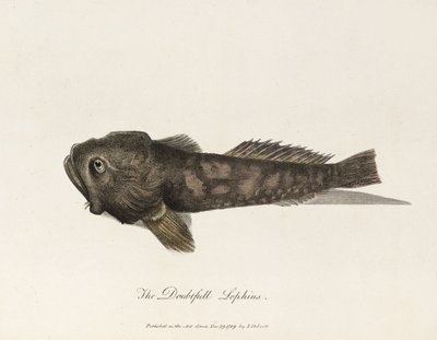 "El dudoso Lophius de Unbekannter Künstler