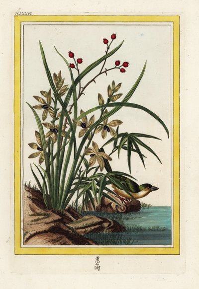 El Eléboro de China. Orquídea eléboro, Cephalanthera longifolia. Grabado coloreado a mano de Pierre Joseph Buchoz 