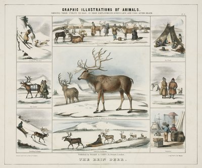 El reno, c. 1845 de Unbekannt