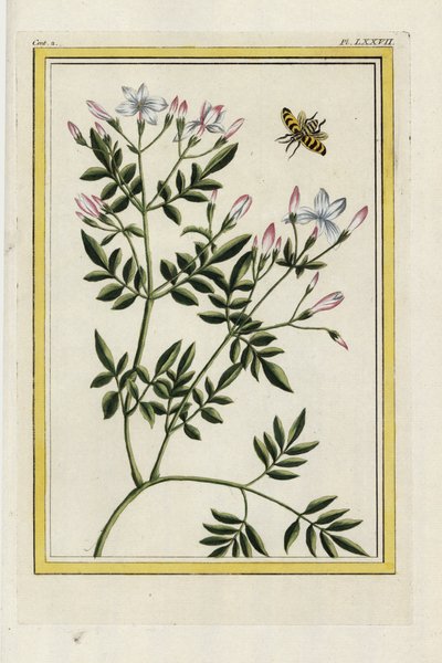 El jazmín español. Jazmín español, Jasminum grandiflorum. Grabado coloreado a mano de Pierre Joseph Buchoz "Colección preciosa e iluminada de las flores más bellas y curiosas, cultivadas tanto en los jardines de China como en los de Europa, París". de Unbekannter Künstler