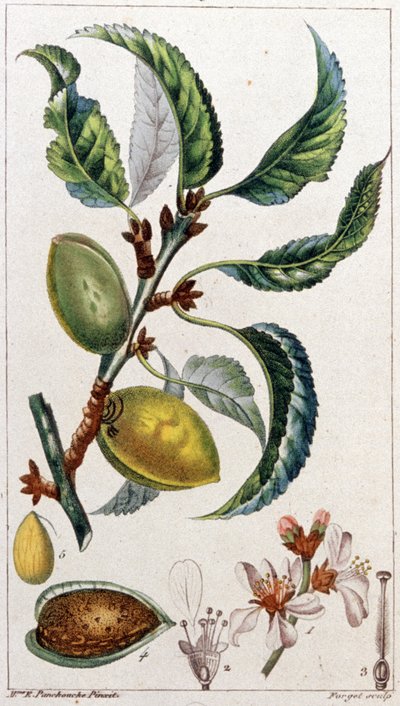 El almendro, c. 1801-1850 (grabado) de Unbekannter Künstler