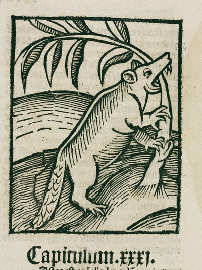 El castor de Unbekannt