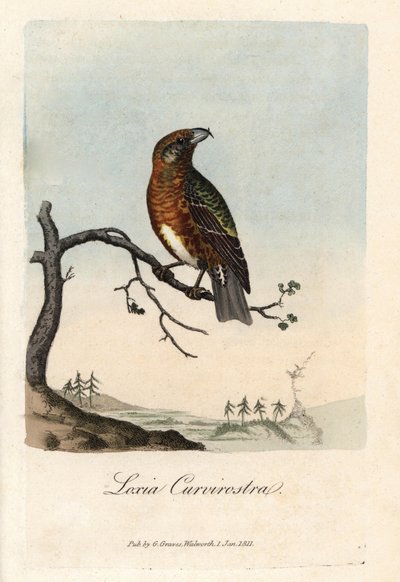 El pico cruza abetos. Grabado en cobre coloreado de George Graves, en British Ornithology de Unbekannter Künstler