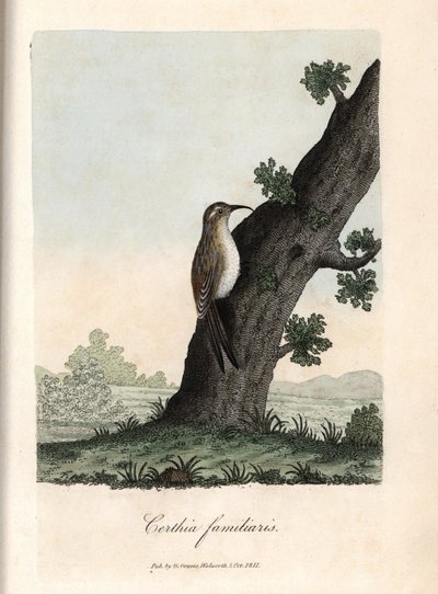 El trepador de los bosques. Grabado en cobre coloreado de George Graves, en British Ornithology. de Unbekannter Künstler