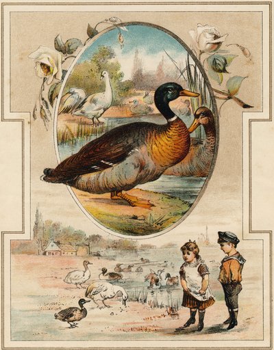 El pato. Grabado en "Mon premier Grand Alphabet". Edición Bernardin-Bechet, París, circa 1890. Ilustraciones de A. des Lilleuls. Sin página, 46 páginas de Unbekannt
