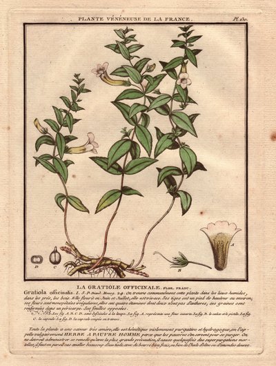 La gratiola officinale (Gratiola officinalis). Planta venenosa, descripción de la planta, tallo, hojas, flores y raíces. Detalles del cáliz, el pistilo y la cápsula. Eau forte en couleurs Siglo XVIII, en Herbier de la France (1780-1793), dibujo, grabado y  de Unbekannter Künstler