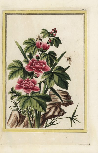 El árbol púrpura tiene flores encarnadas. Malva rosada, Hibiscus syriacus. Grabado coloreado a mano de Pierre Joseph Buchoz "Colección preciosa e iluminada de las flores más bellas y curiosas, cultivadas tanto en los jardines de China como en los de Europa de Unbekannter Künstler