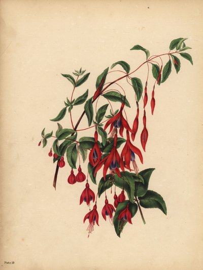 La fucsia esbelta y globosa, Fuchsia magellanica, Gusto de Unbekannt