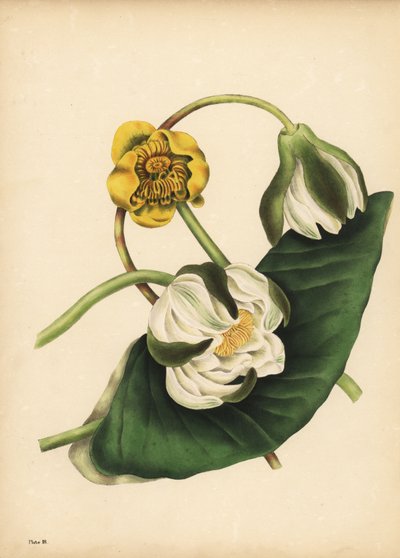El Nenúfar blanco, Nymphaea odorata, y el nenúfar amarillo, Nuphar lutea, Silencio de Unbekannt