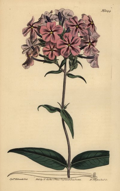 Flox de hoja gruesa, Phlox carolina (Lychnidea de tallo áspero) de Unbekannt