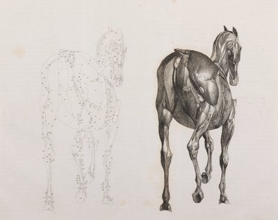 Tercera capa disecada de un caballo, vista trasera de Unbekannt