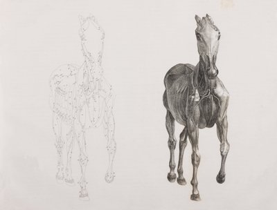 Tercera capa disecada de un caballo, vista frontal de Unbekannt
