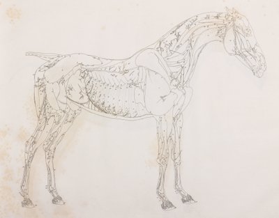 Tercera capa disecada de un caballo, vista lateral de Unbekannt